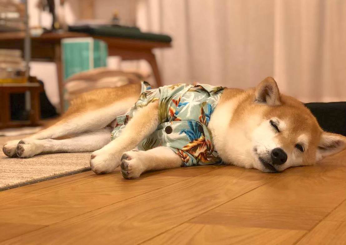 柴犬ライフ,アキナ山名,おまめ