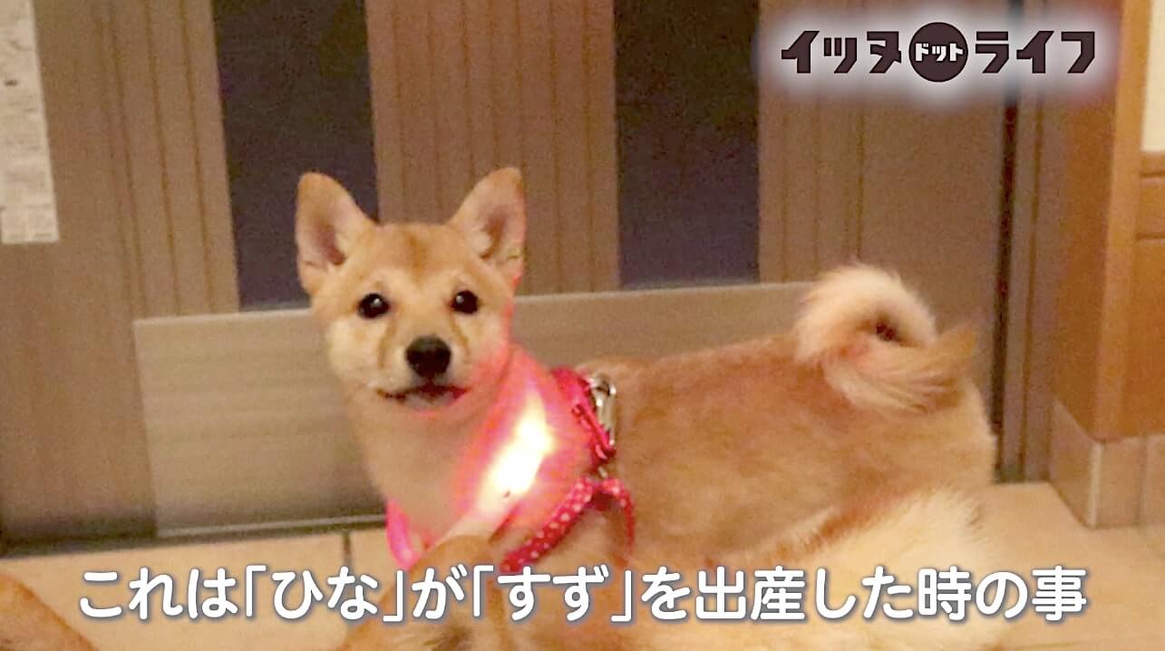 柴犬,動画,イッヌドットライフ