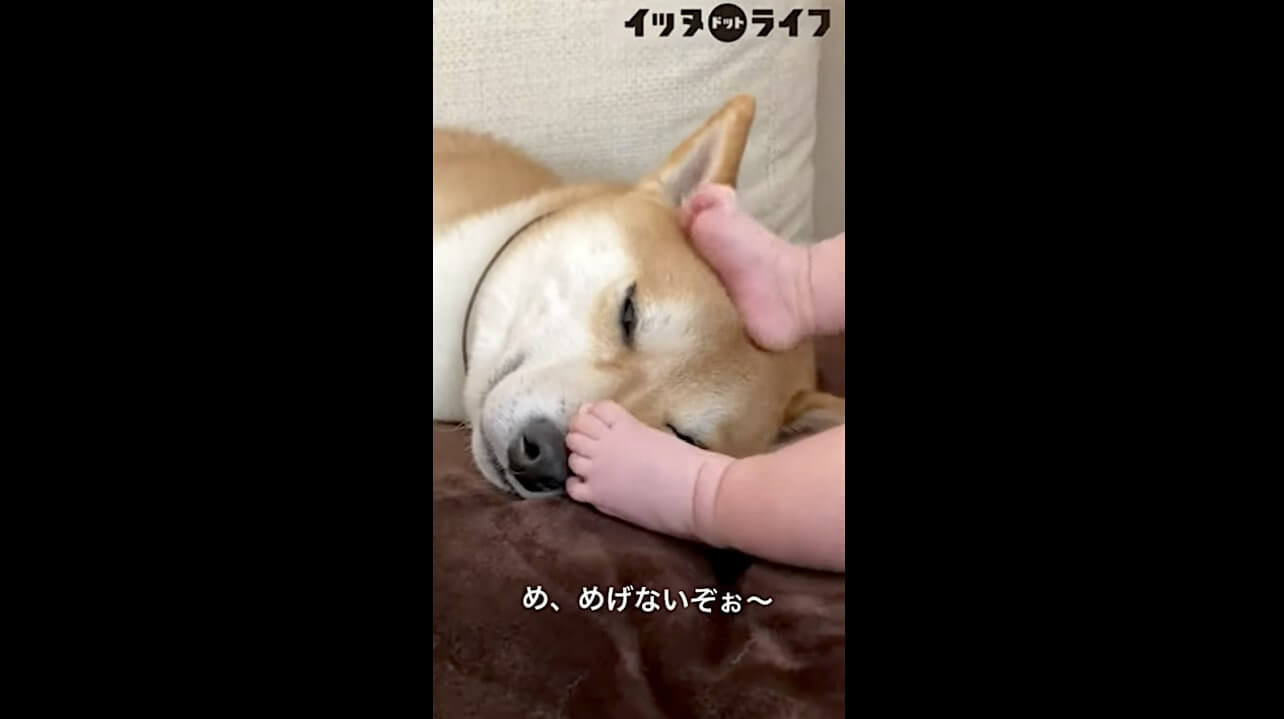 柴犬,動画,イッヌドットライフ