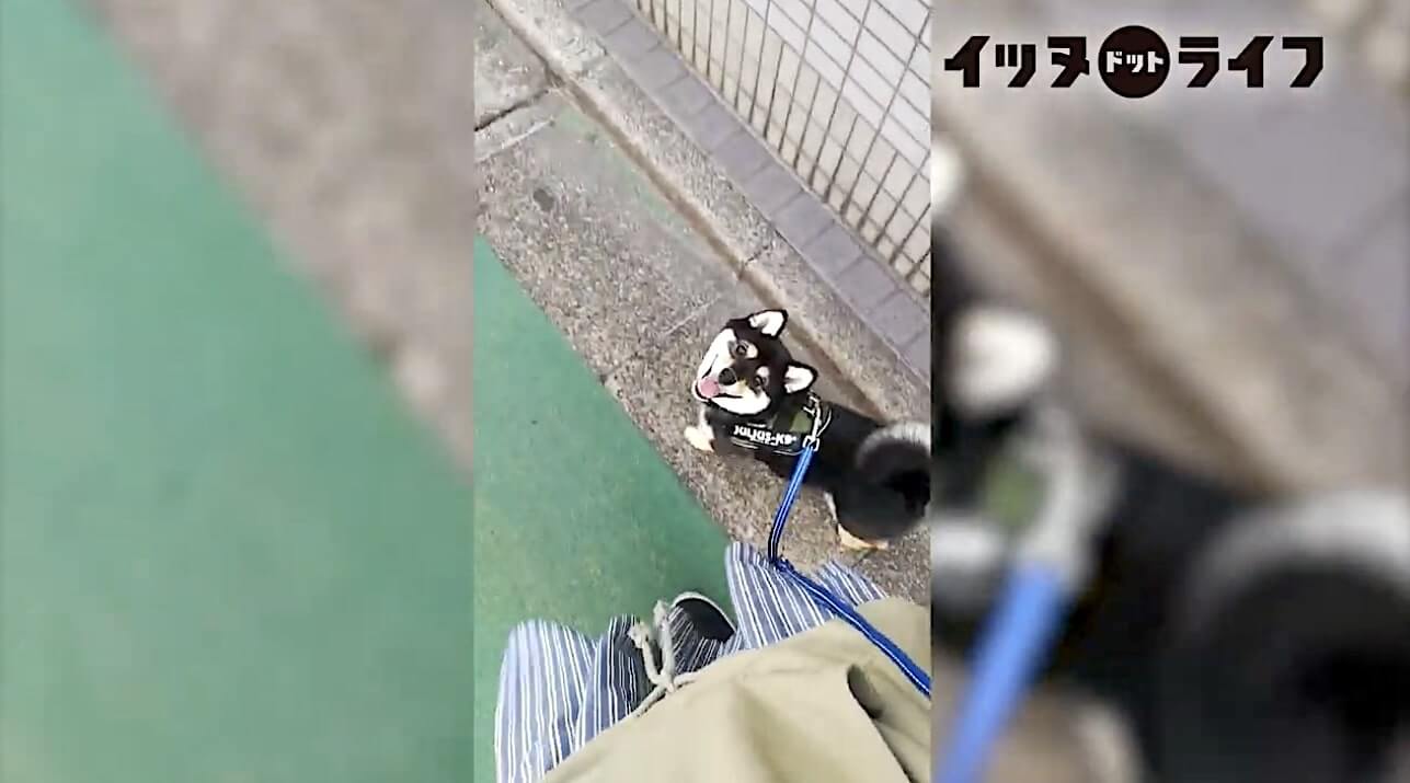 柴犬,動画,イッヌドットライフ