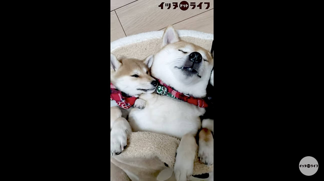 柴犬,動画,イッヌドットライフ