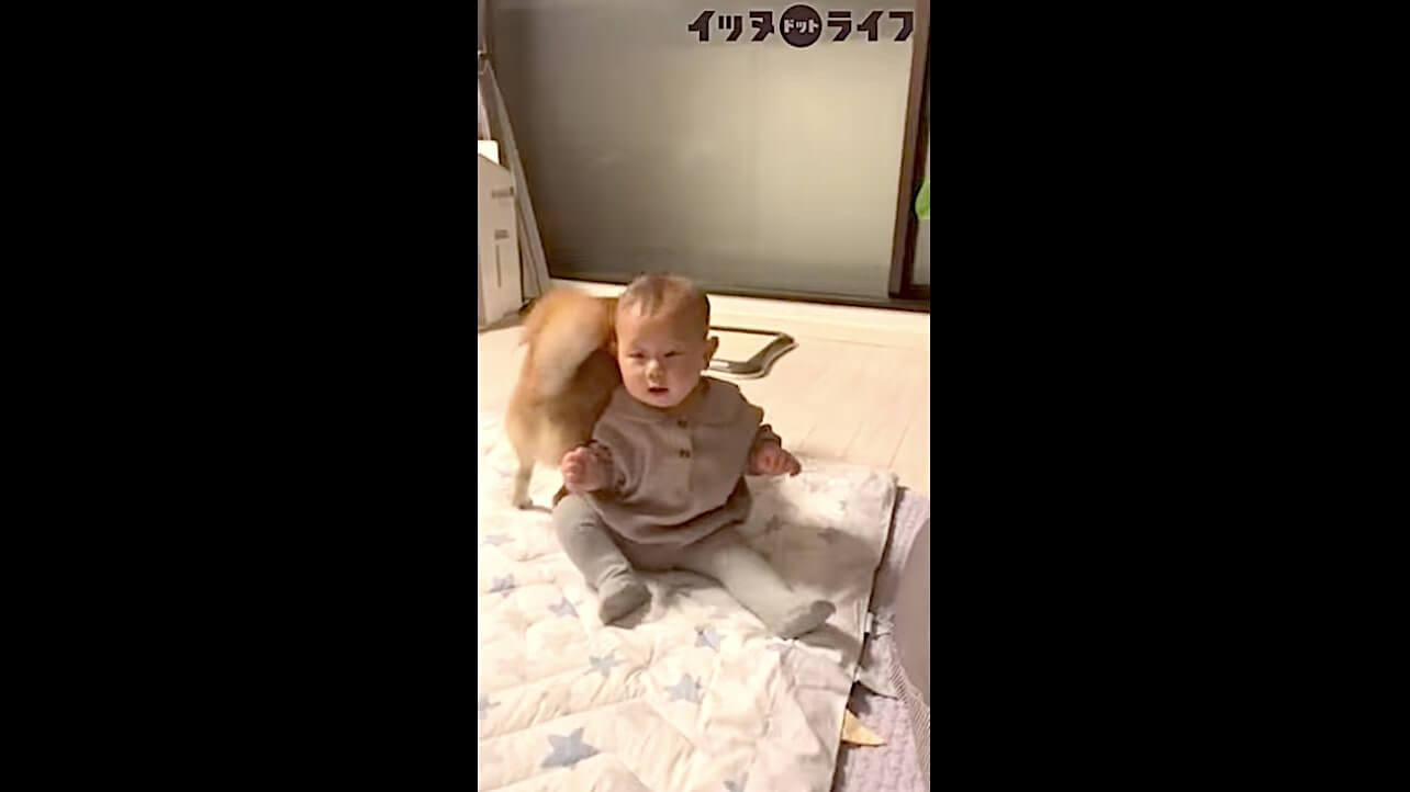 柴犬,動画,イッヌドットライフ