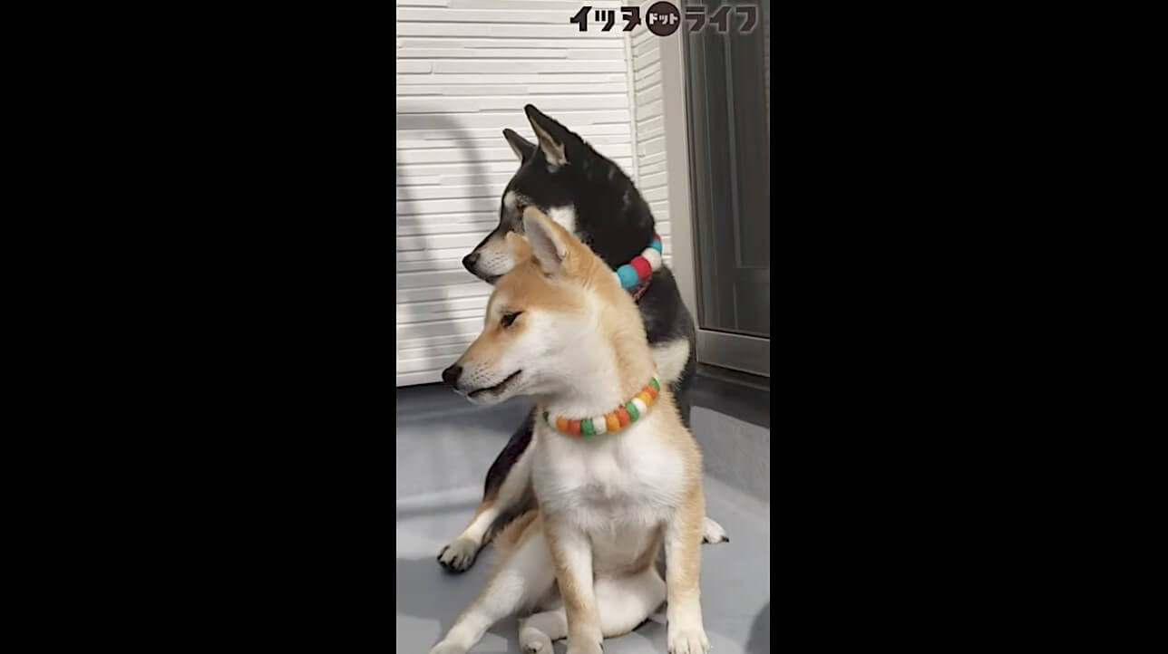 柴犬,動画,イッヌドットライフ