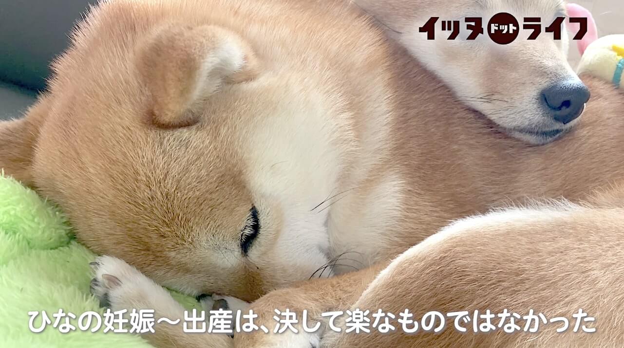 柴犬,動画,イッヌドットライフ