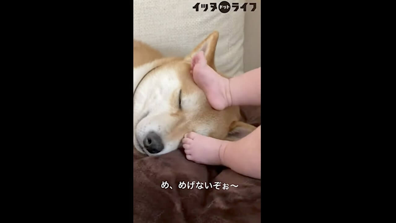 柴犬,動画,イッヌドットライフ