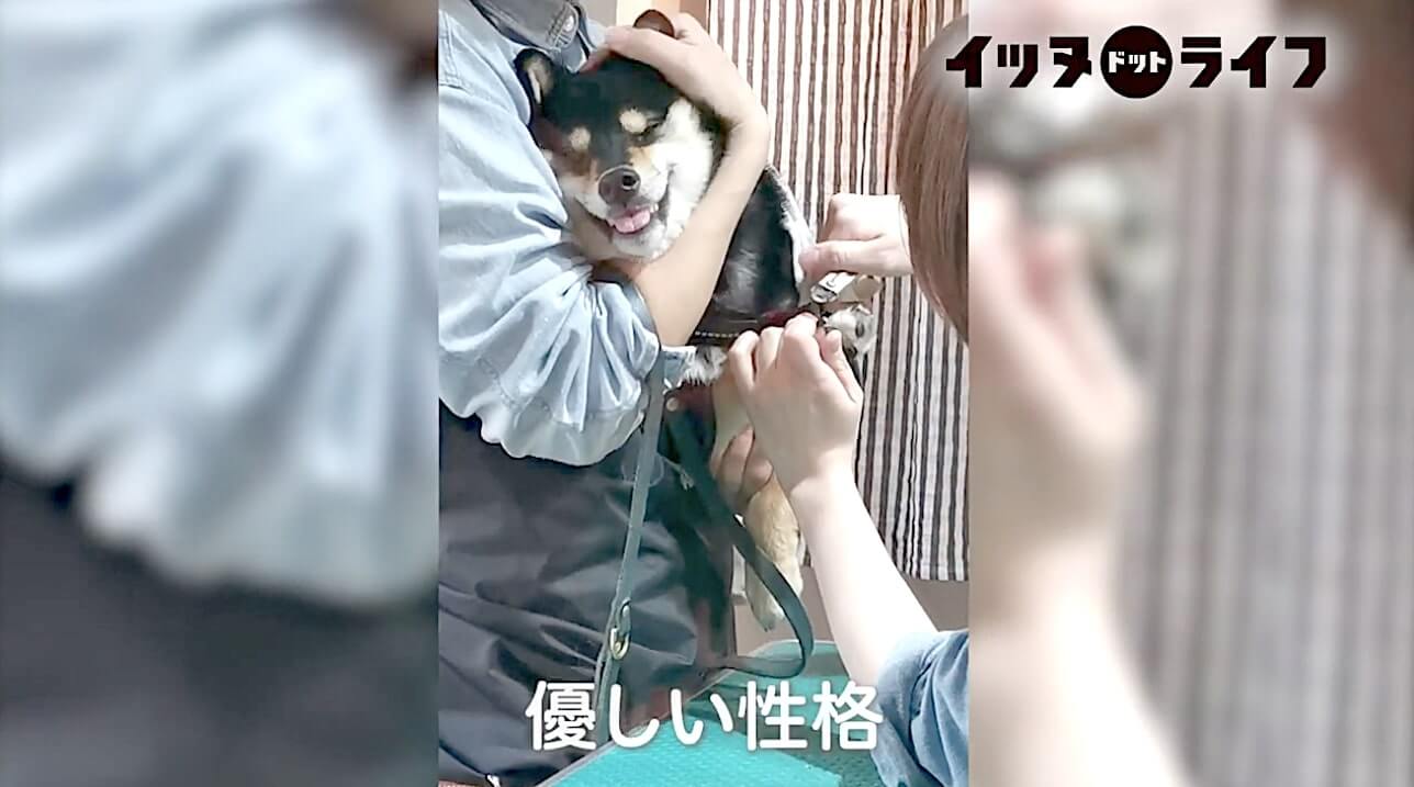 柴犬,動画,イッヌドットライフ