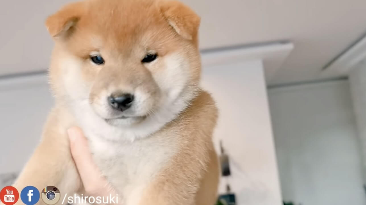 柴犬,YouTube