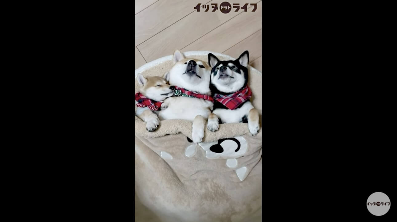 柴犬,動画,イッヌドットライフ