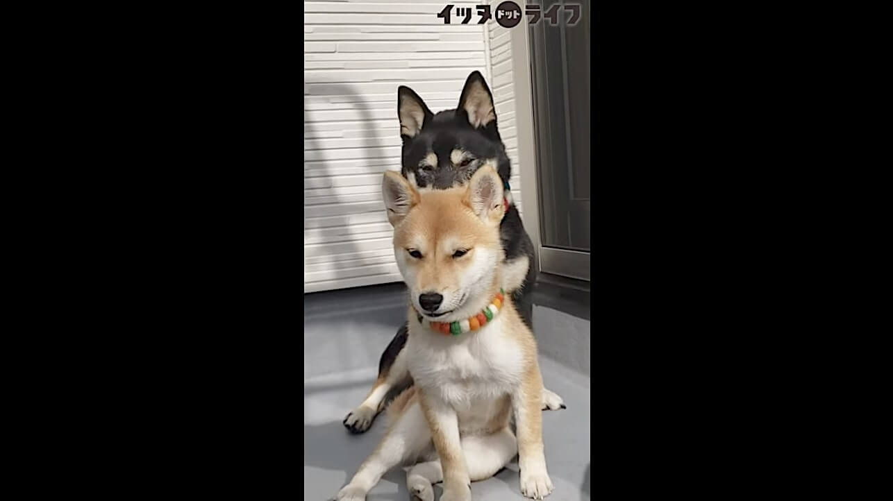 柴犬,動画,イッヌドットライフ