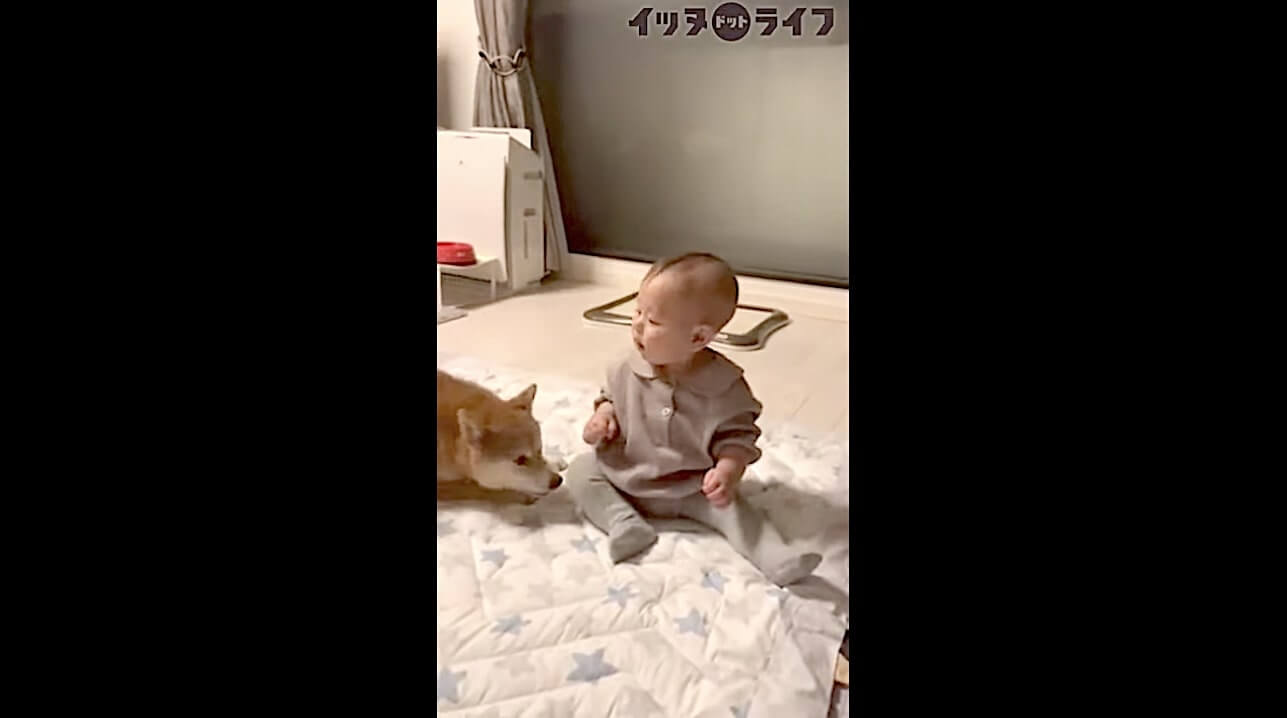 柴犬,動画,イッヌドットライフ