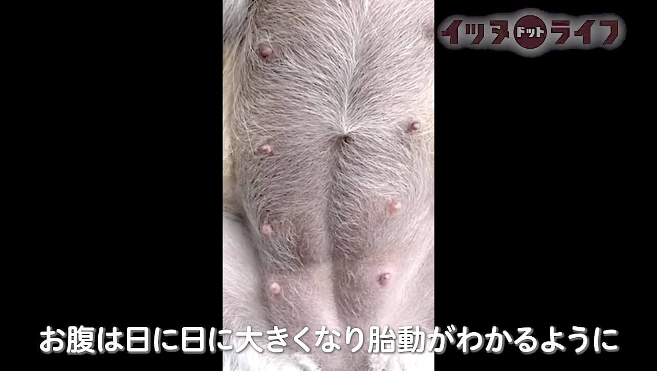 柴犬,動画,イッヌドットライフ