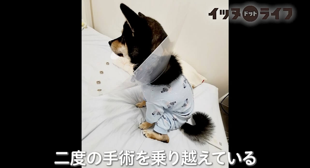 柴犬,動画,イッヌドットライフ