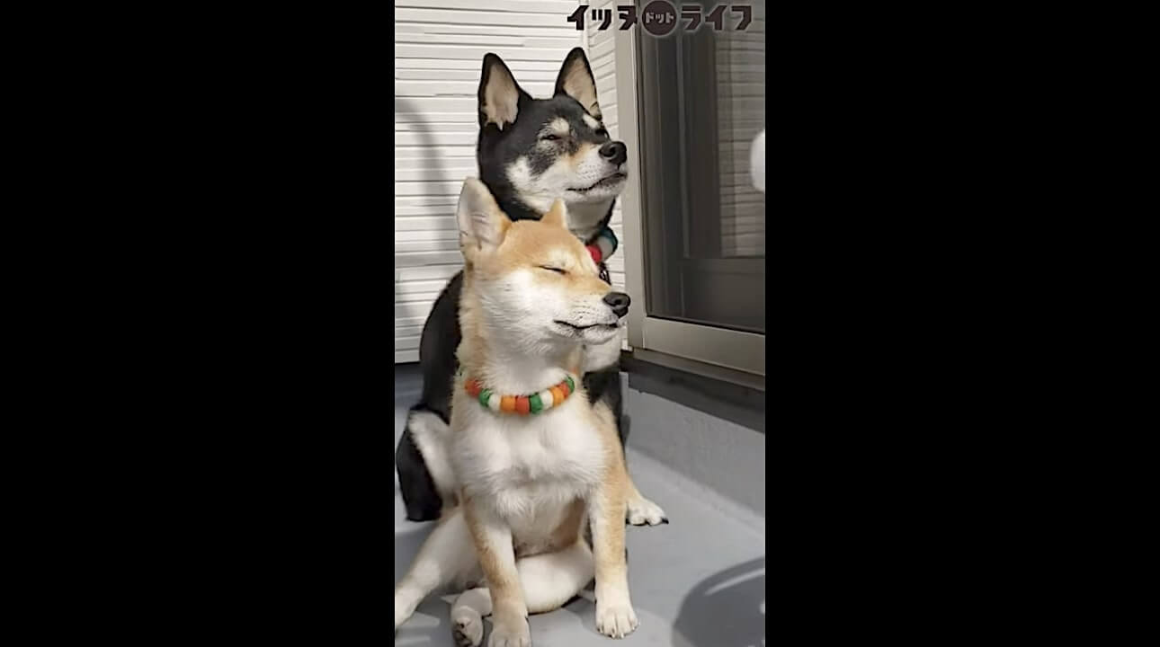 柴犬,動画,イッヌドットライフ
