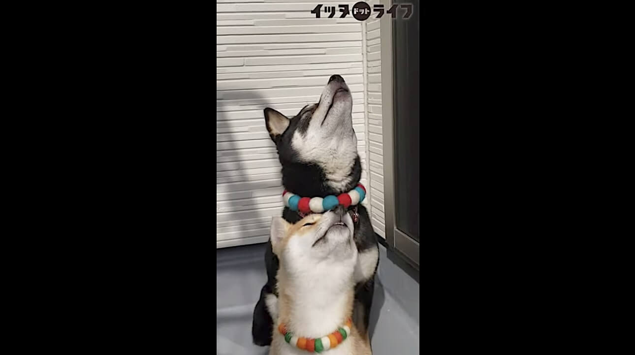 柴犬,動画,イッヌドットライフ