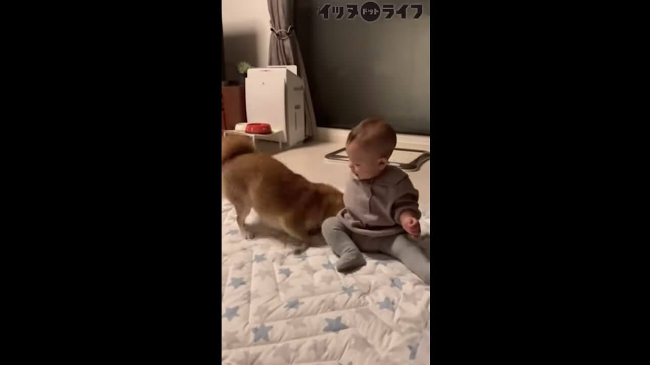 柴犬,動画,イッヌドットライフ