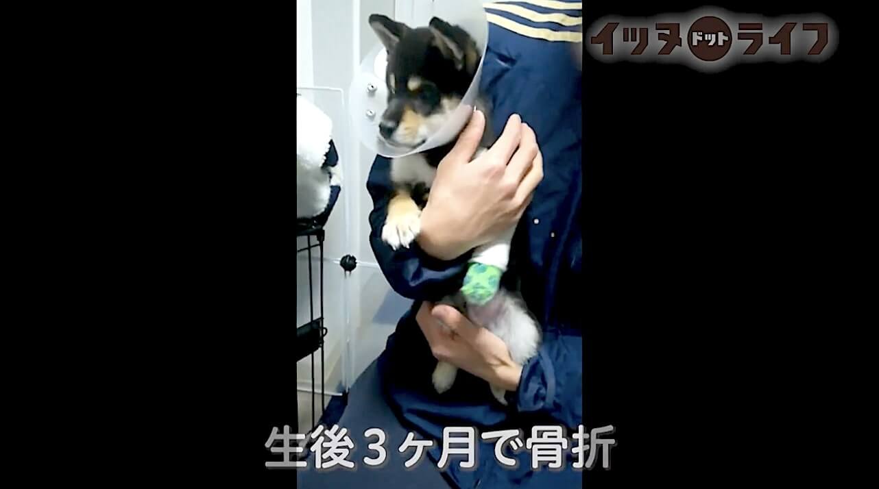 柴犬,動画,イッヌドットライフ
