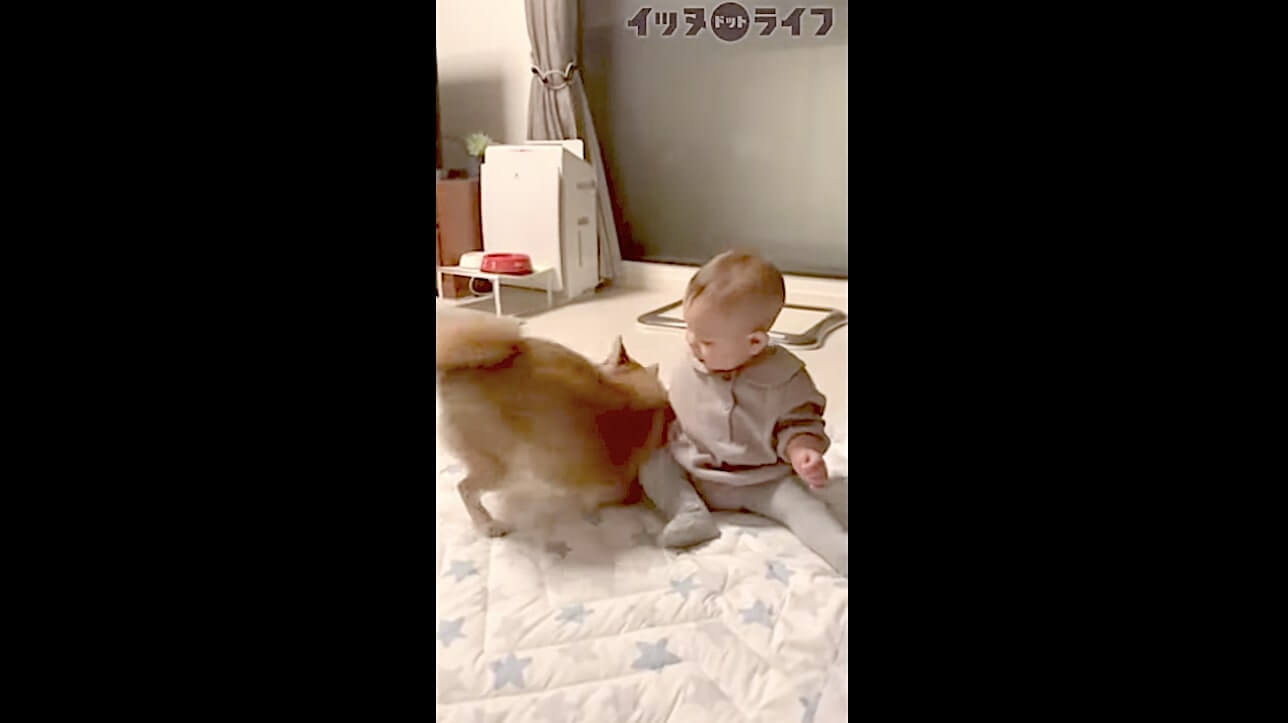 柴犬,動画,イッヌドットライフ