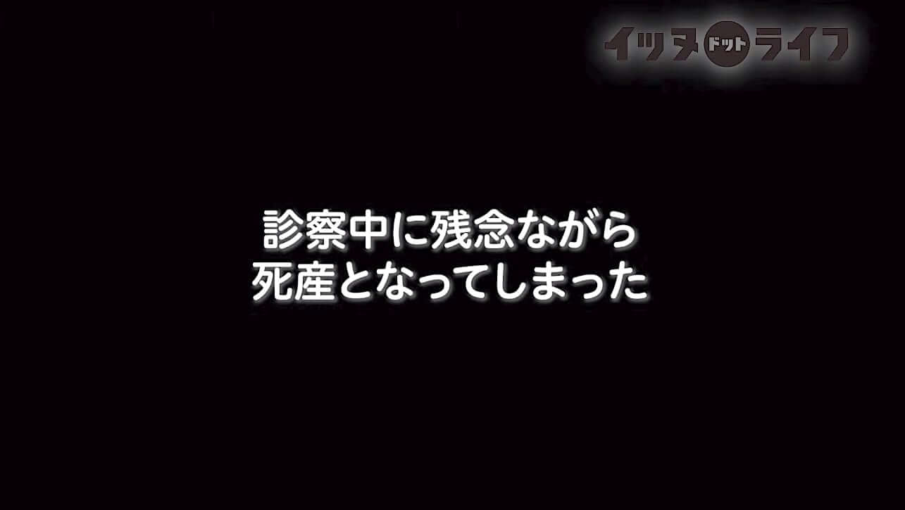 柴犬,動画,イッヌドットライフ