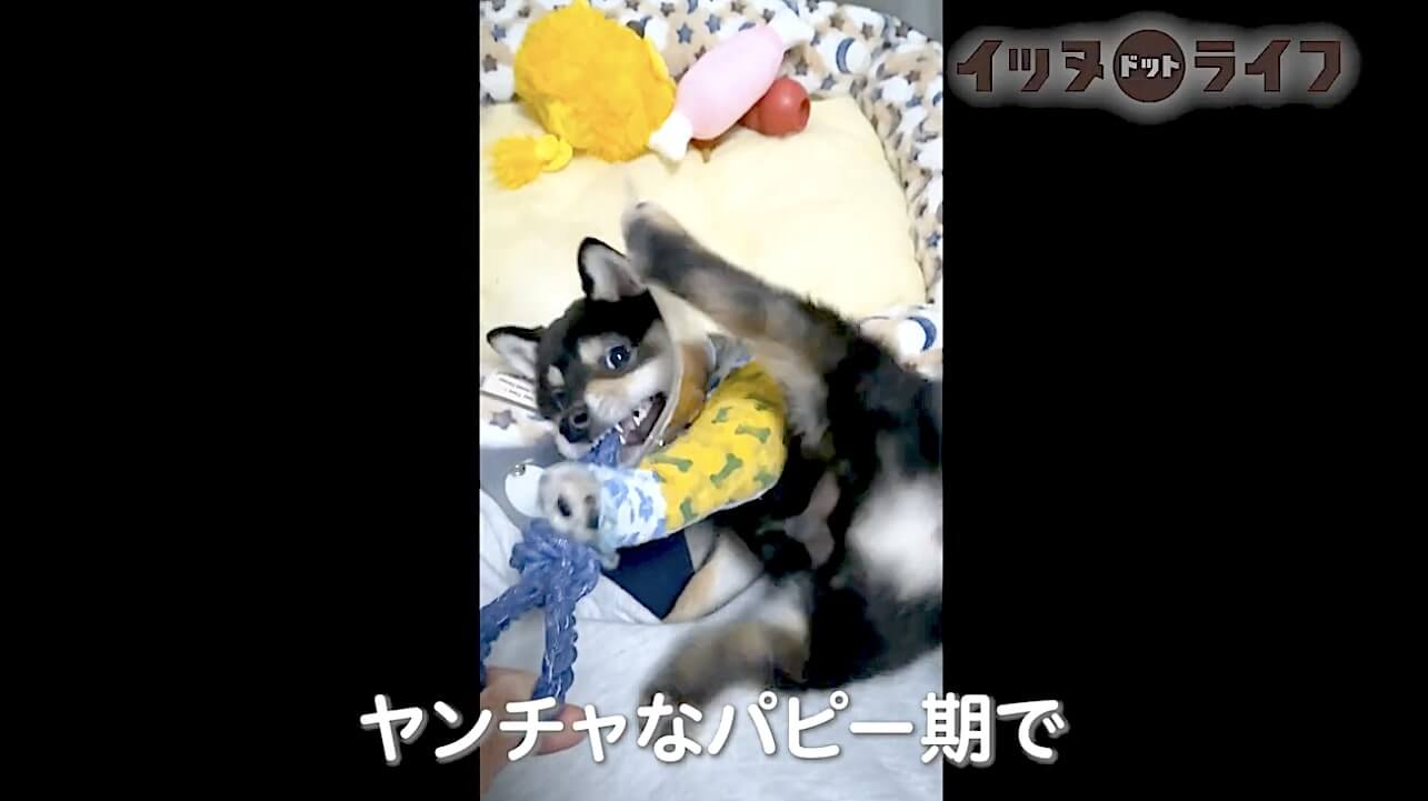 柴犬,動画,イッヌドットライフ