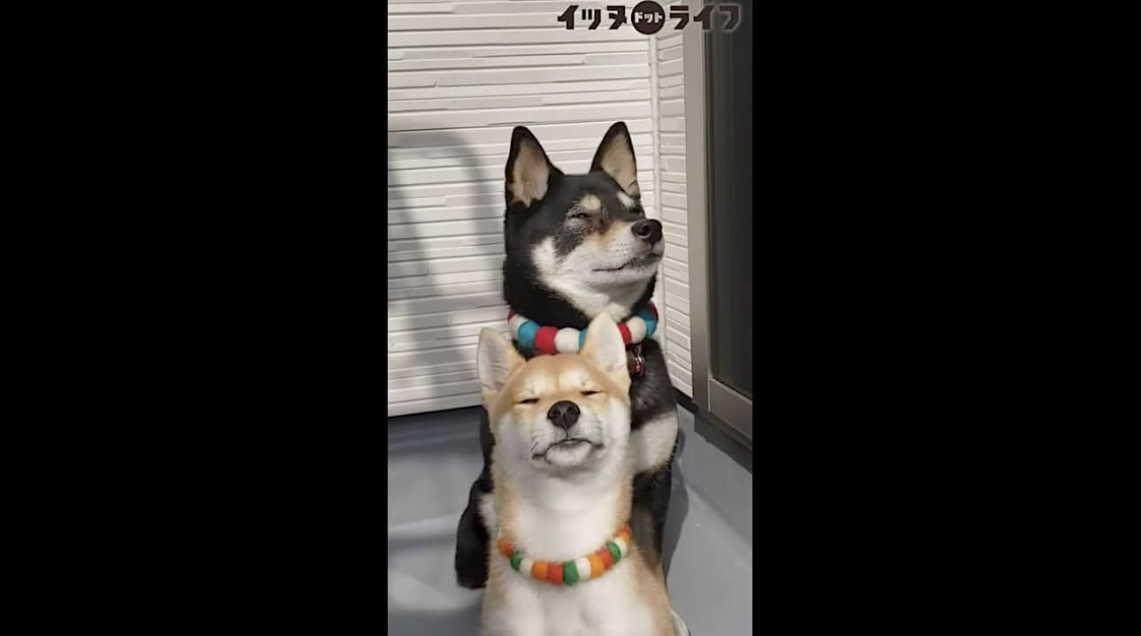 柴犬,動画,イッヌドットライフ