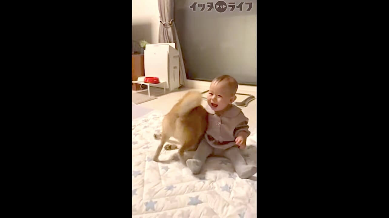 柴犬,動画,イッヌドットライフ