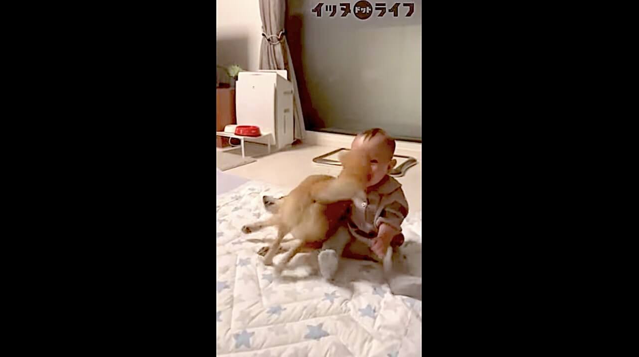 柴犬,動画,イッヌドットライフ