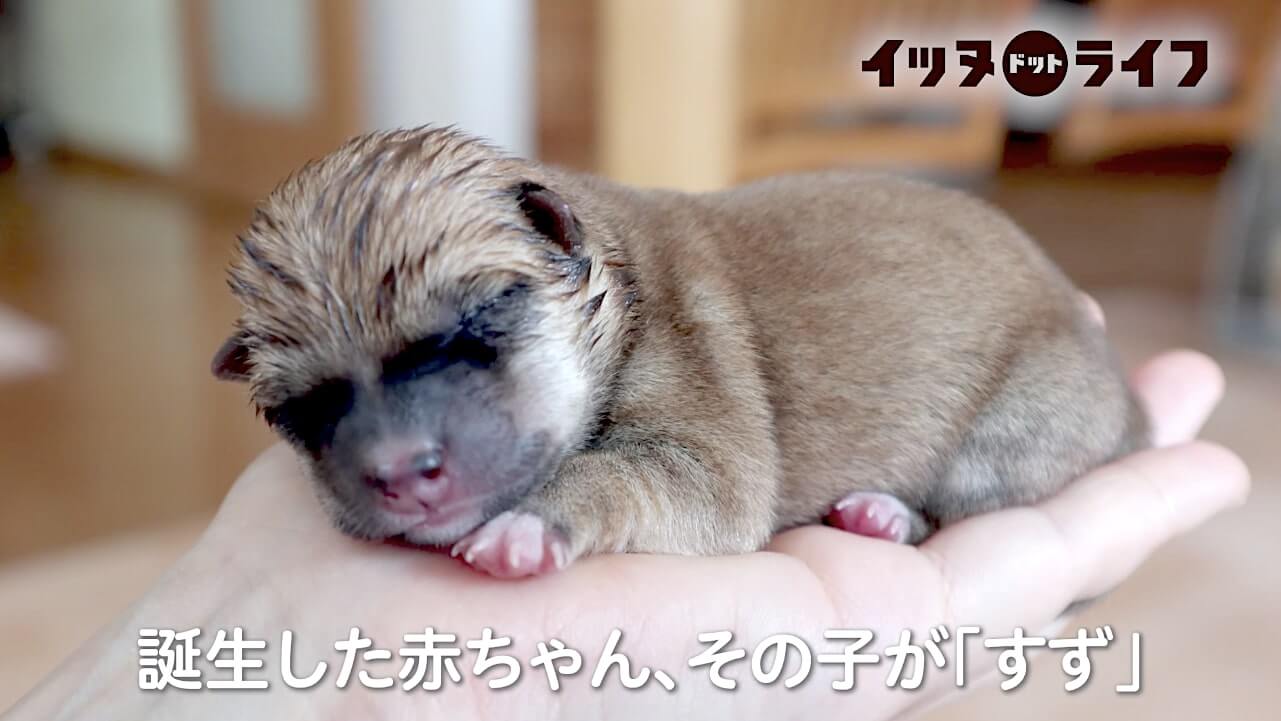 柴犬,動画,イッヌドットライフ