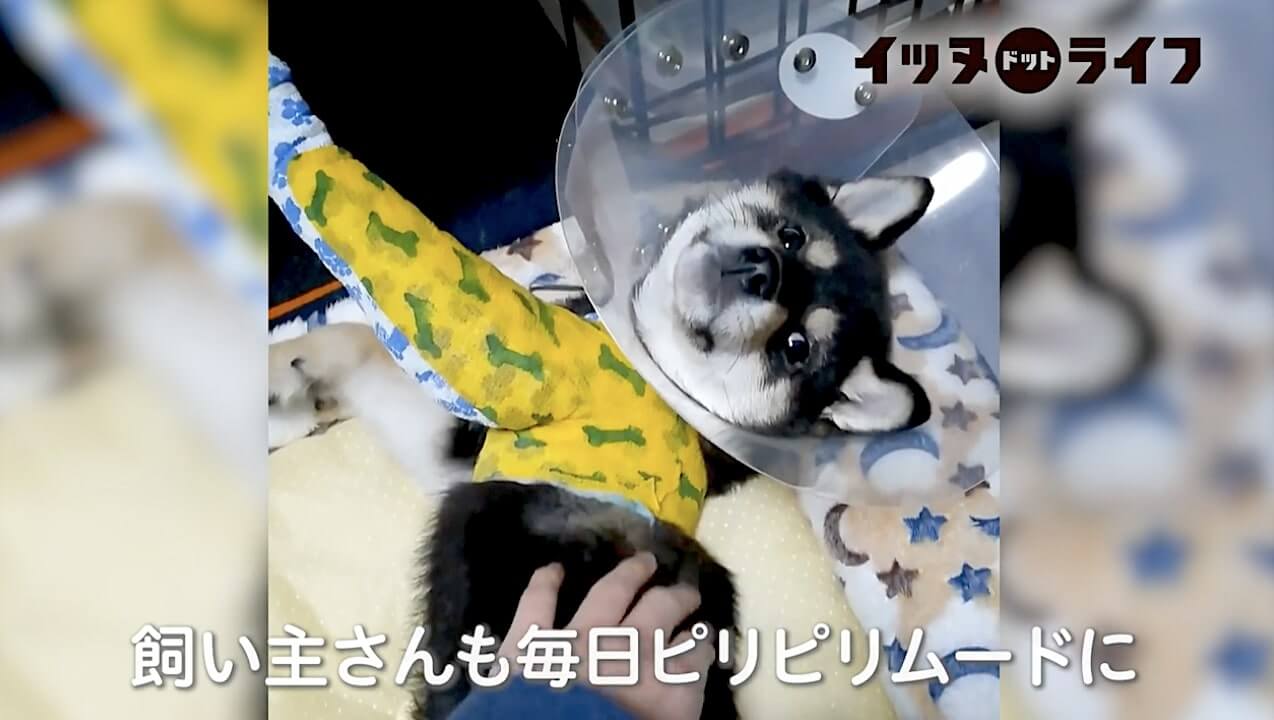 柴犬,動画,イッヌドットライフ