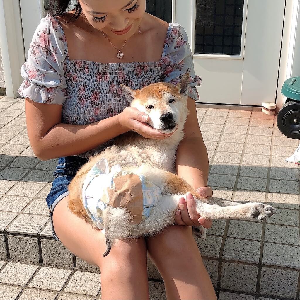 柴犬