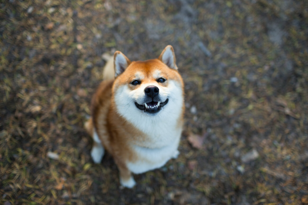 柴犬,サプリメント,スキンケア