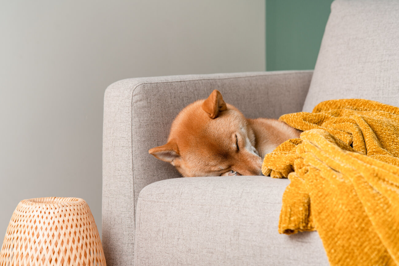 柴犬,アンチノール