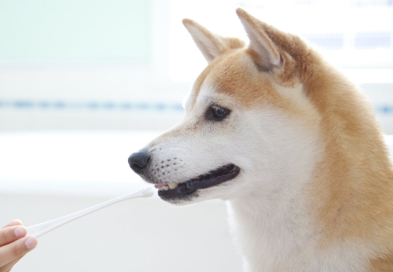 柴犬,歯みがき,ふわふわシルク歯ブラシ