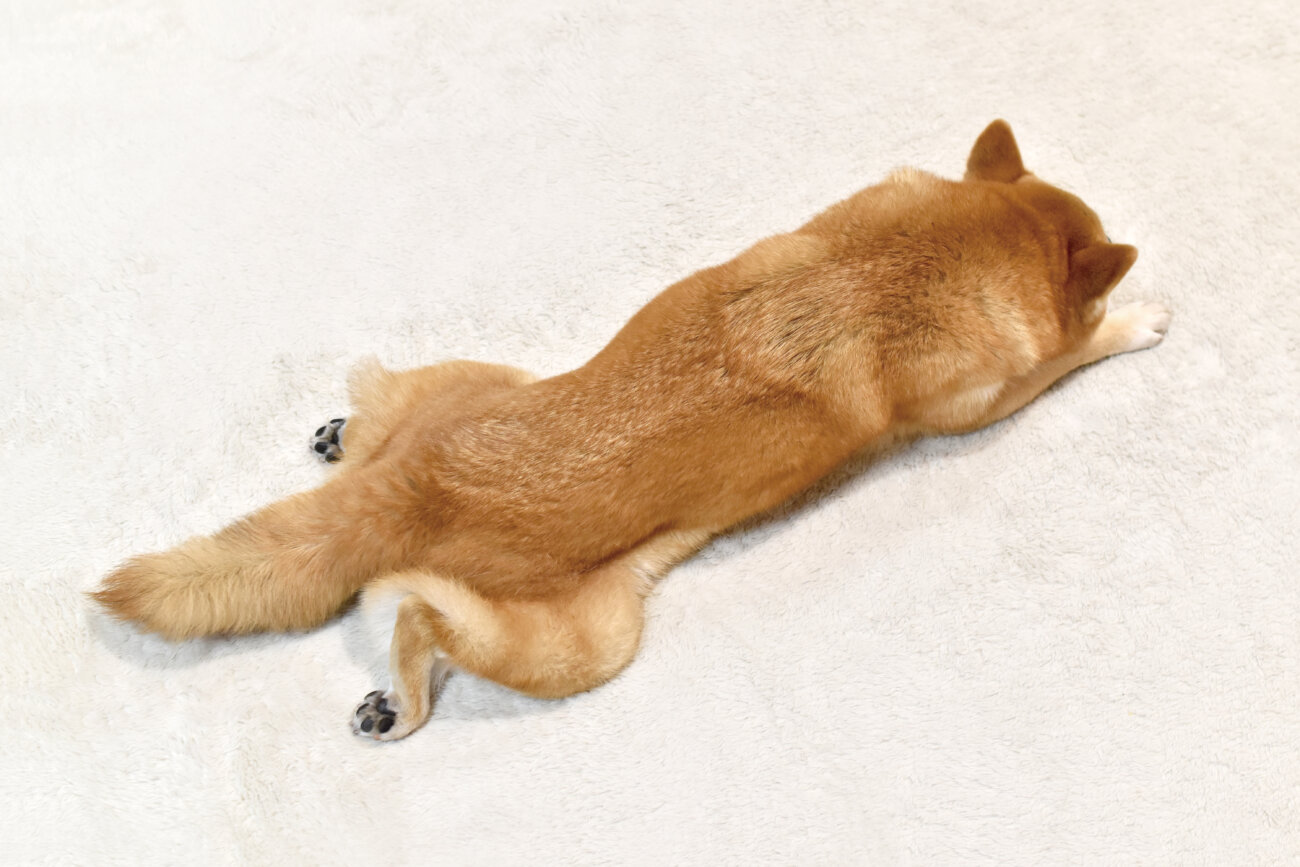 柴犬,サプリメント,スキンケア