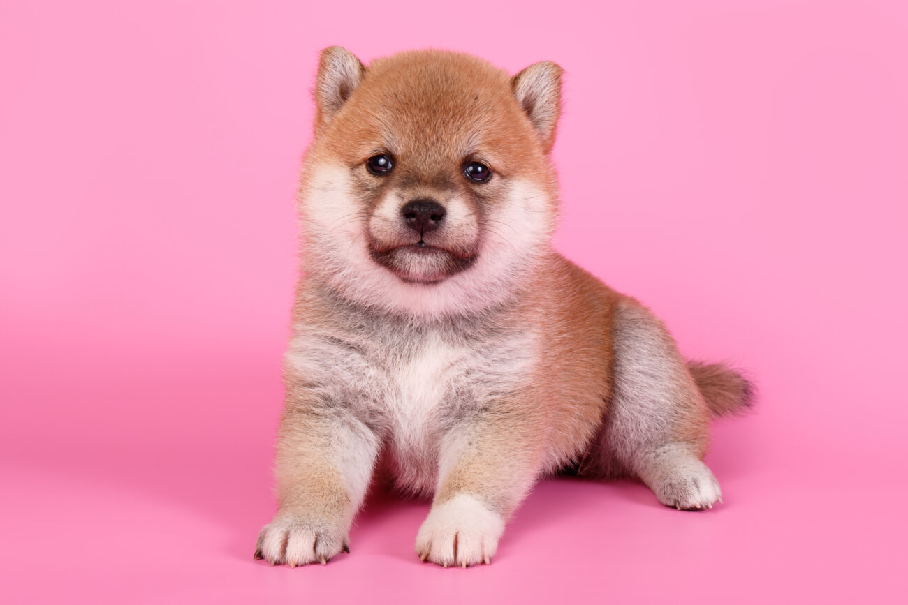 柴犬,アンチノール