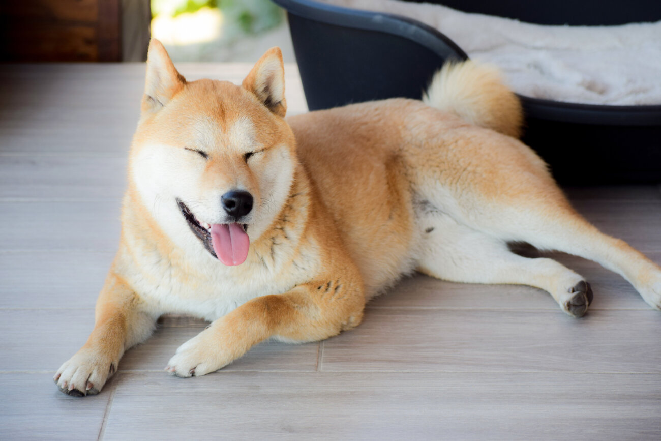 柴犬,アンチノール