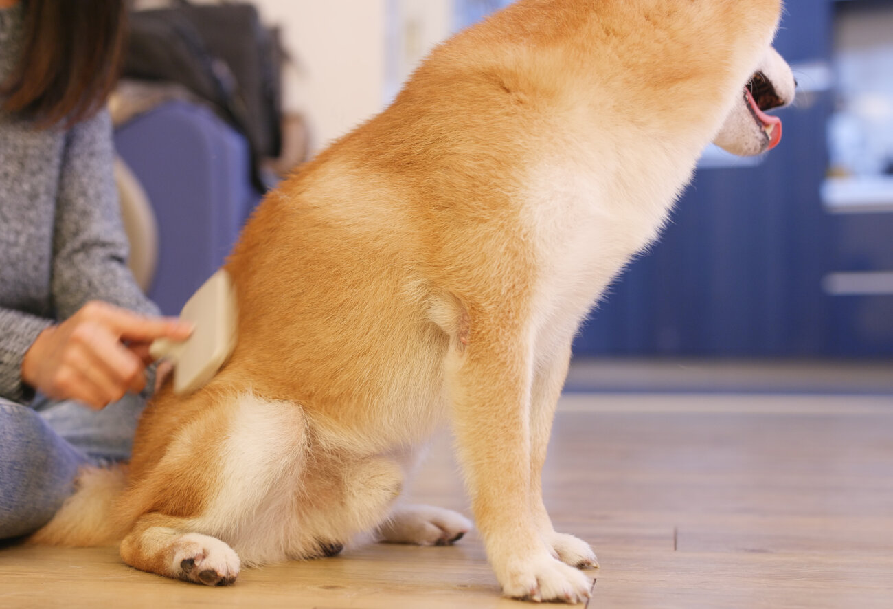 柴犬,アンチノール