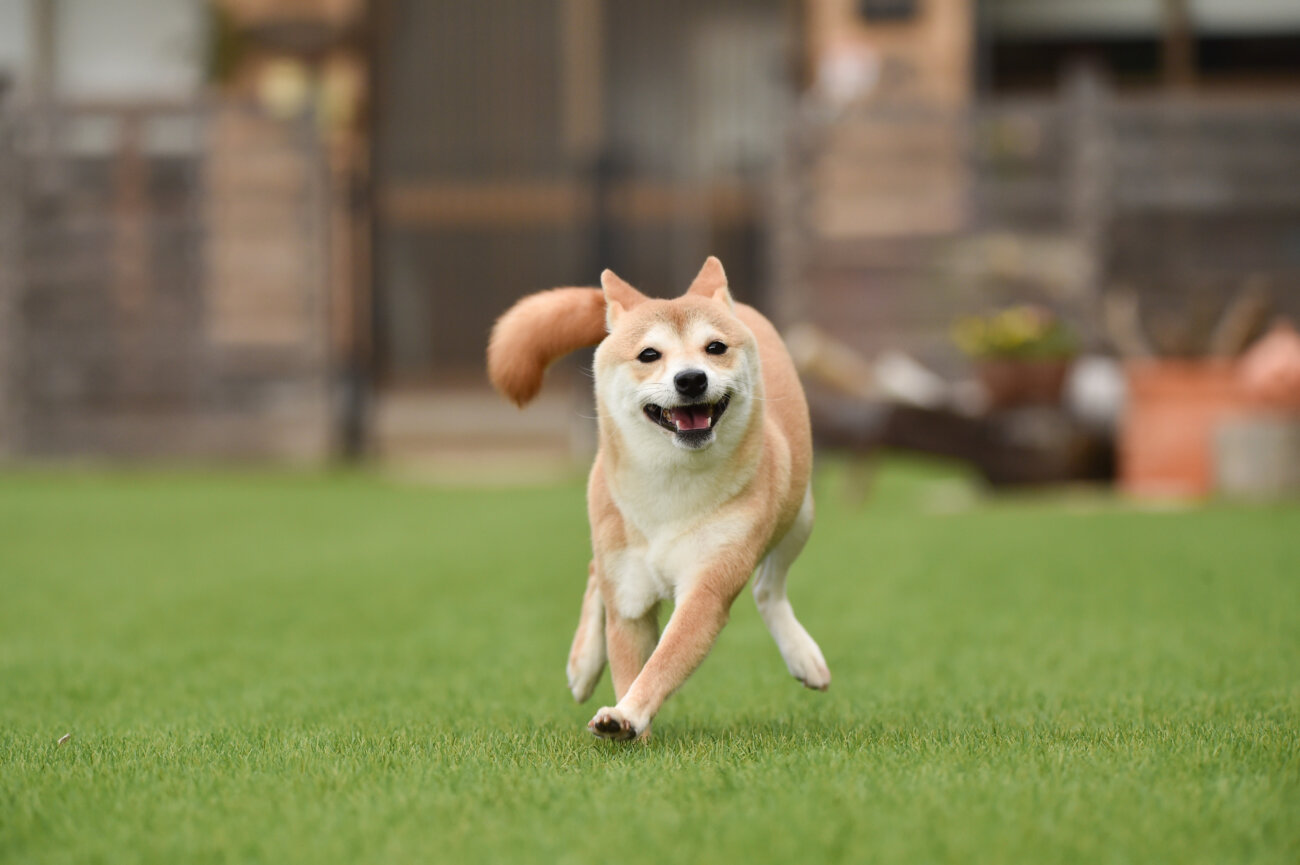 柴犬,サプリメント,スキンケア