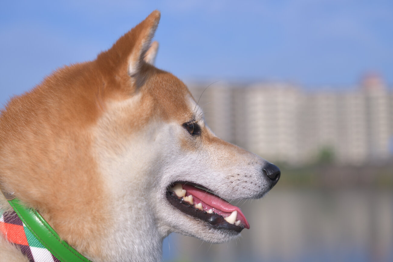 柴犬,歯みがき,ふわふわシルク歯ブラシ