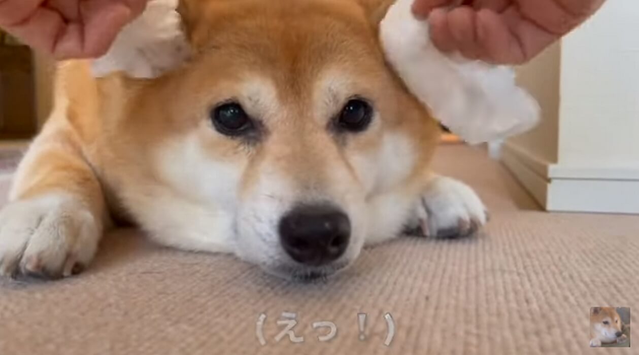 柴犬,YouTube