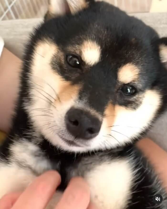 柴犬,Instagram