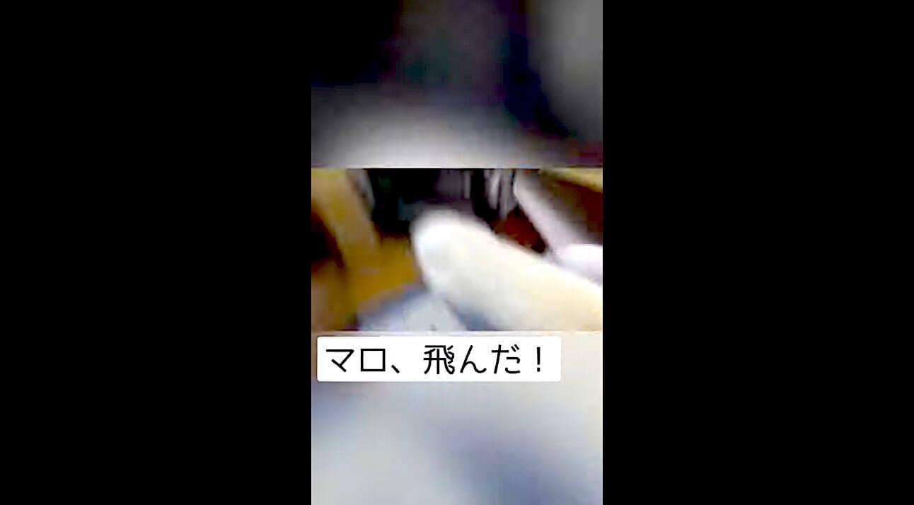 柴犬,YouTube