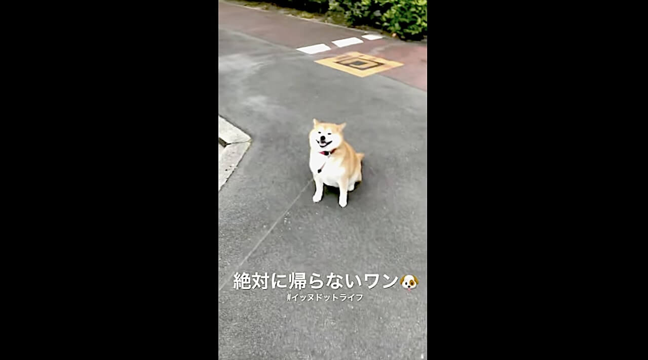 柴犬,YouTube