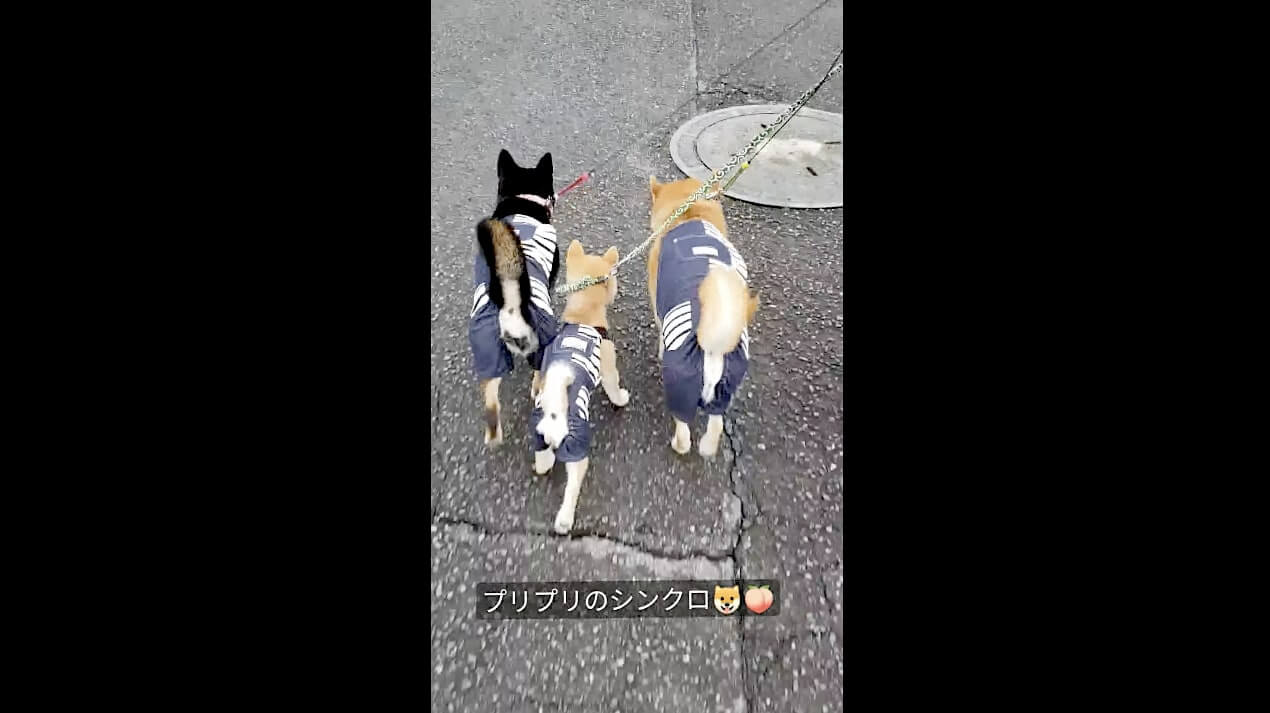 柴犬,動画,イッヌドットライフ