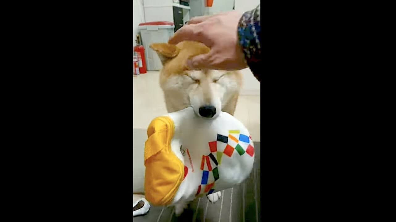柴犬,YouTube