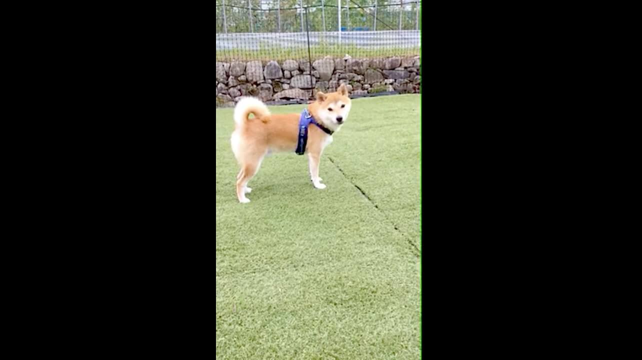 柴犬,YouTube