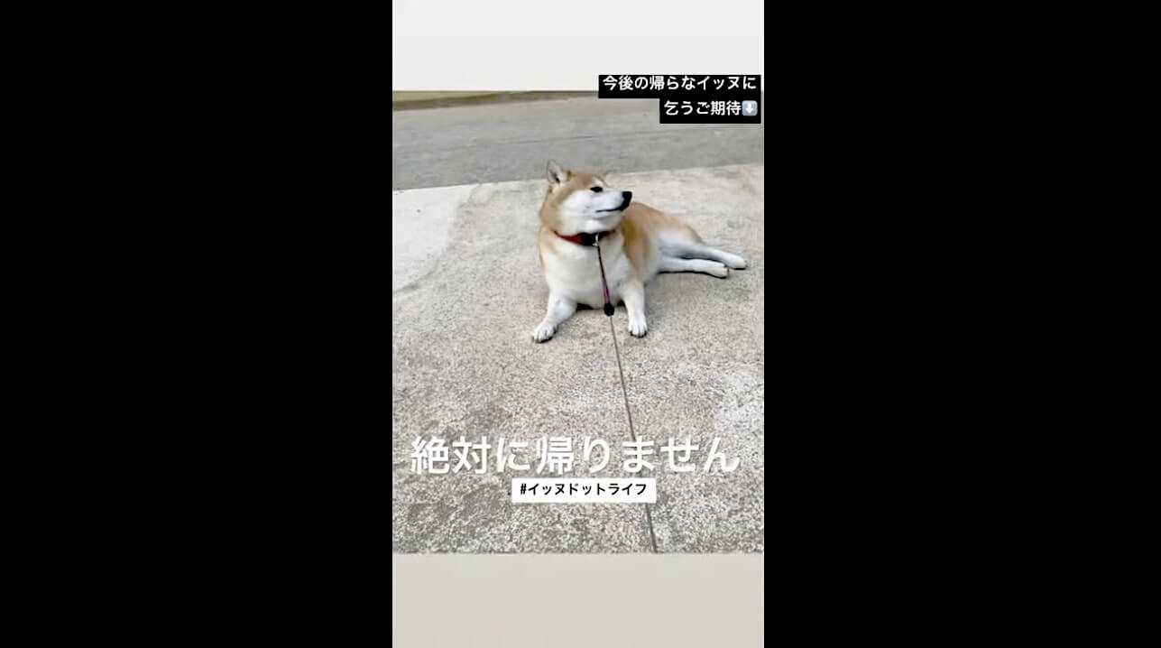 柴犬,動画,イッヌドットライフ