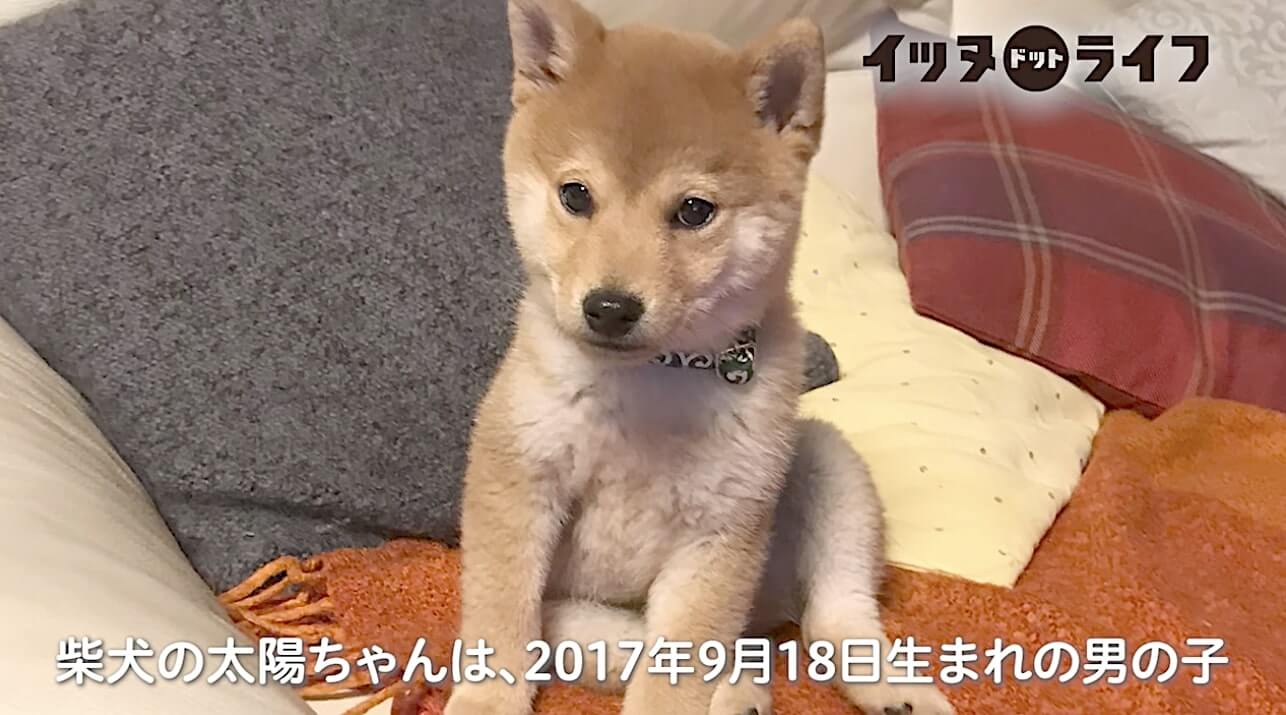 柴犬,動画,イッヌドットライフ