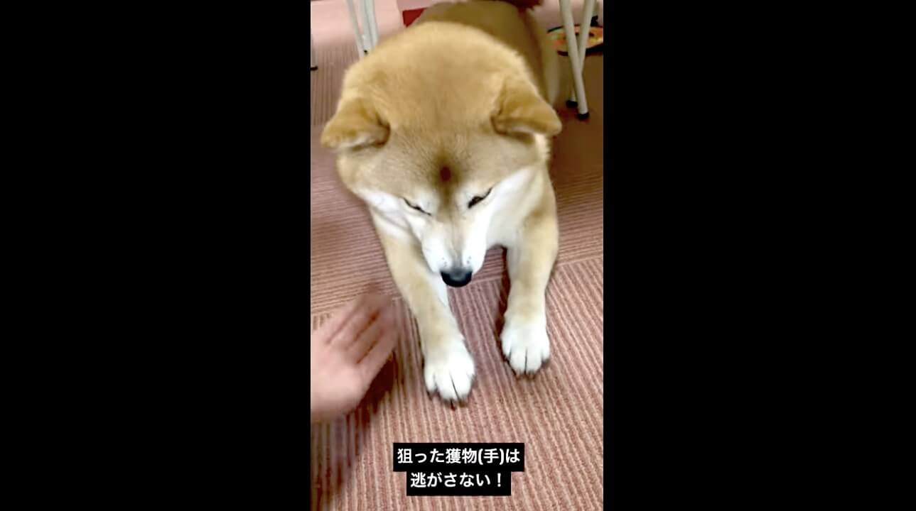 柴犬,動画,イッヌドットライフ