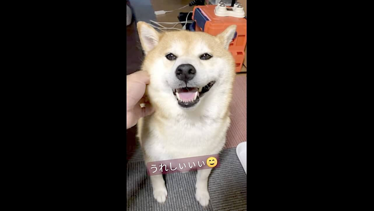 柴犬,動画,イッヌドットライフ