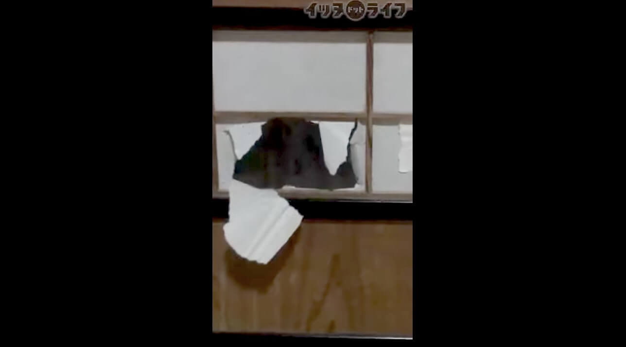 柴犬,動画,イッヌドットライフ